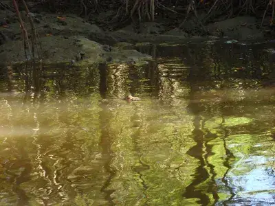 The Swamp and Red Ibiz